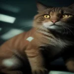 What Is Cash Cat Crypto